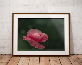 Pink Poppy, Flower Wall Art, Colorful Home Decor, Close Up Floral Photography, Summer Macro Image, Home Decor, Printable Poster