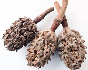 Magnolia Pod Packs – Natural Terrarium Hides & Décor for Isopods (3ct)