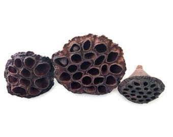 Pod Packs Isopod Hides – Natural Lotus Head Pods (3 Pack) for Bioactive Terrariums