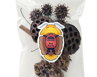 Pod Packs Isopod Hides – Natural Magnolia, Lotus and Sweetgum Pods for Bioactive Terrariums