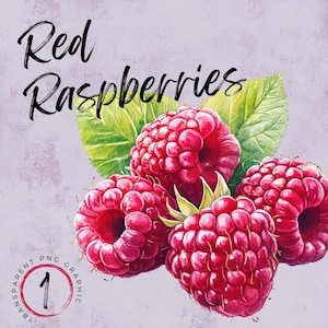 May include: Red Raspberries watercolor illustration with green leaves. The raspberries are a deep red color and have a textured surface. The illustration is on a light purple background.