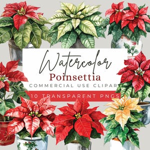 Clipart di Poinsettia ad acquerello / Png di Natale / Fiori di Natale / Clipart di Poinsettia / Sfondo trasparente / Pianta in vaso di Poinsettia