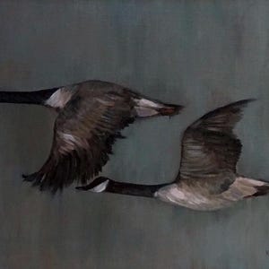 Puede incluir: Una pintura al óleo representa dos gansos canadienses en vuelo sobre un fondo verde azulado apagado. Los gansos están representados con pinceladas detalladas, mostrando sus cabezas y cuellos negros, parches blancos en las mejillas y alas marrones y grises. La obra captura a las aves en pleno vuelo.