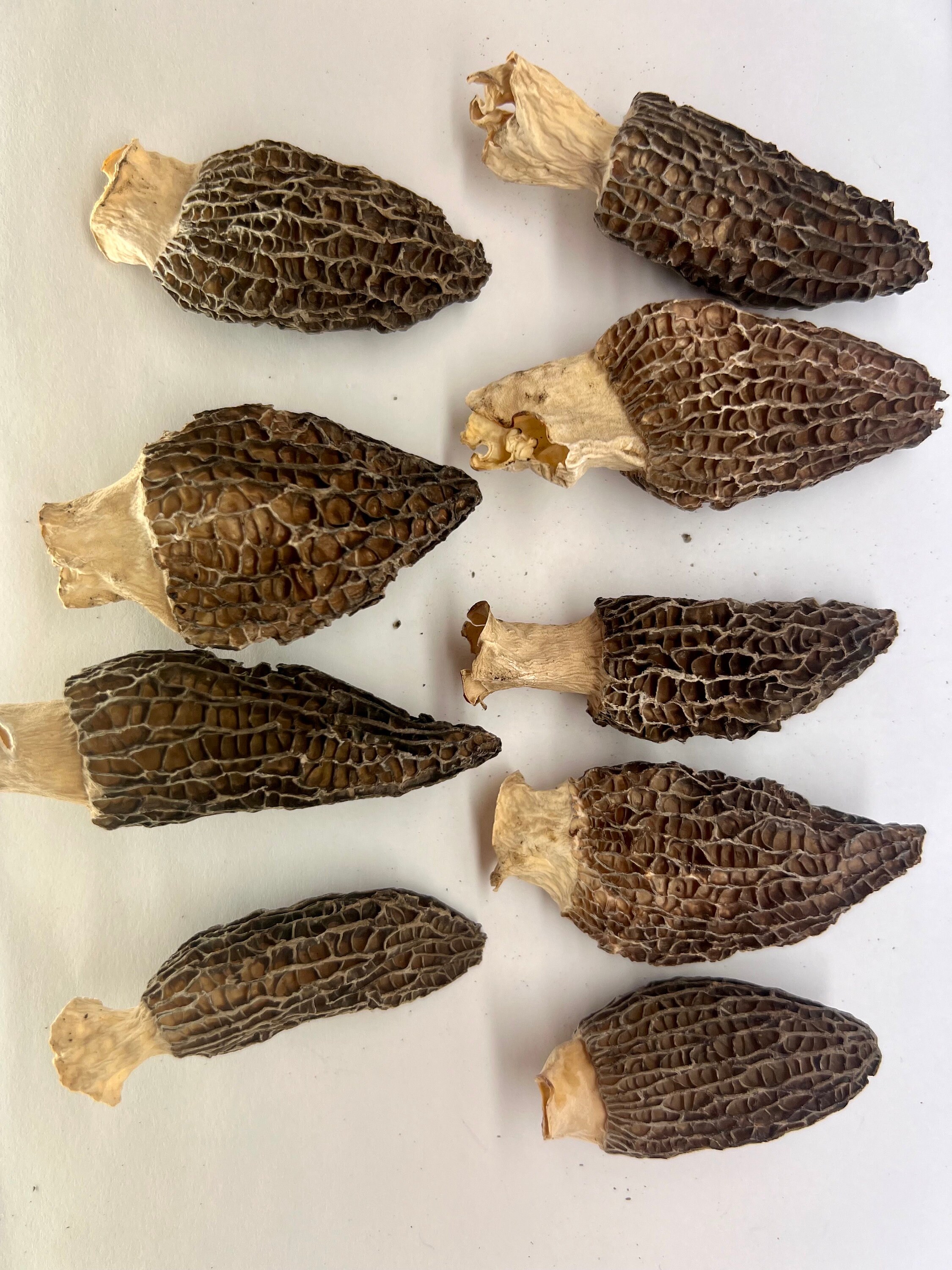 Dehydrated Morel Mushrooms 1 Ounce - Etsy