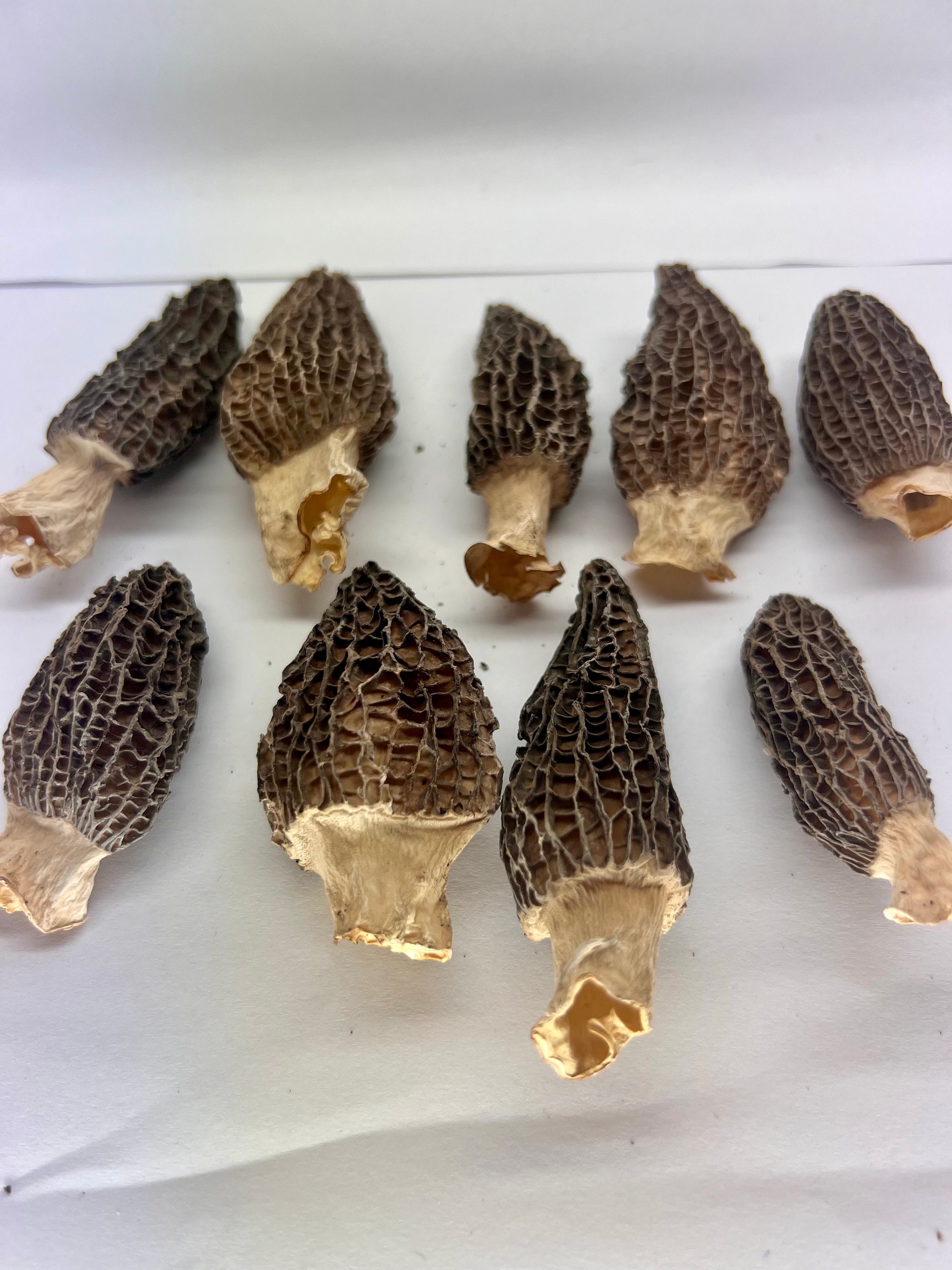 Dehydrated Morel Mushrooms 1/2 Ounce Etsy