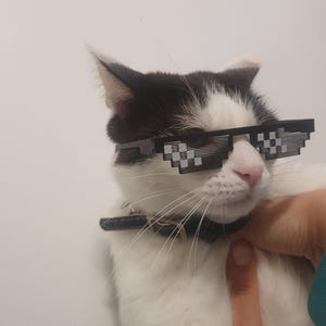 Puede incluir: Un gato blanco y negro con gafas de sol pixeladas y un collar negro. El gato está siendo sujetado por una persona. El gato tiene la nariz rosa y mira hacia un lado.