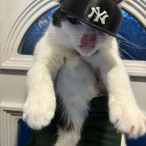 Könnte beinhalten: Eine schwarz-weiße Katze trägt eine schwarze Baseballkappe mit den Buchstaben "NY" in Weiß. Die Katze streckt ihre Zunge heraus.
