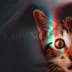 Scaredy Cat