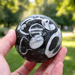 May include: A polished spherical stone featuring a deep black base colour with prominent, irregular white fossilised inclusions scattered across its surface. The sphere has a smooth, reflective finish that highlights the contrast between the dark matrix and the light, organic-shaped patterns embedded within the mineral structure.