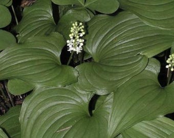 May include: A close-up of a green plant with white flowers. The plant has large, green leaves with prominent veins.