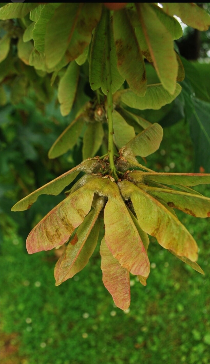 Maple Sapling Ample Big Leaf Maple Oregon Maple Sapling 2-3 Year 8-12 Inches, Root to Tip ...