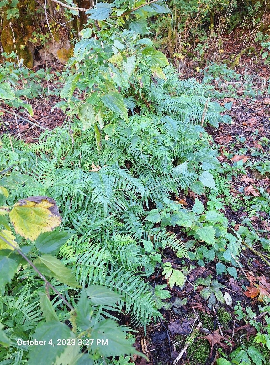 Licorice Fern X3 Organic Rhizomes Etsy
