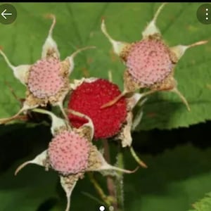 May include: A cluster of raspberry plant growth featuring one bright red, textured berry surrounded by three pale pink, developing berry buds. Each bud is encased in a star-shaped, light green calyx with pointed sepals against green leaves.