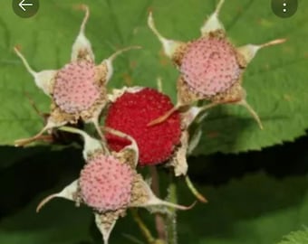 Thimbleberry plant ORGANIC dormant live bareroot plant