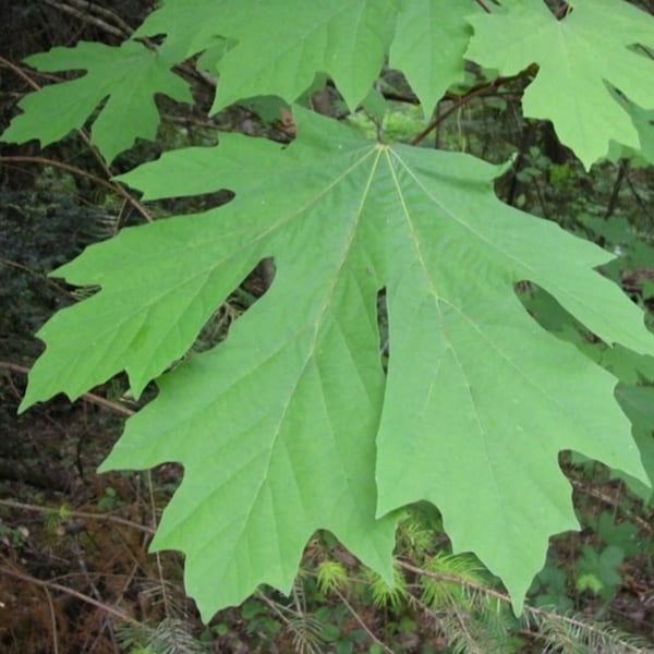 Big leaf maple oregon maple sapling 2-3 year 12-18 inches, root to tip
