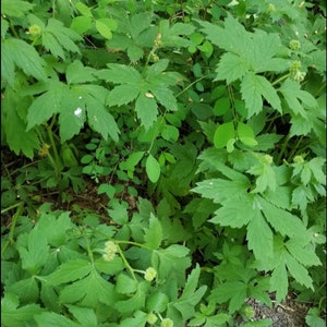 Pacific Waterleaf rhizomes organic spring green groundcover