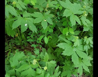 Pacific Waterleaf organic spring green groundcover