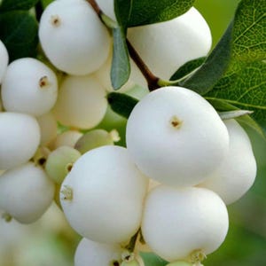 May include: Close-up of a cluster of white berries with small brown stems and green leaves. The berries are round and smooth, with a slightly textured appearance. The leaves are a vibrant green.