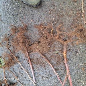 May include: Several young trees with exposed root systems lie on a wet, gray surface. The roots are a mix of brown and tan, with reddish-brown stems. The image includes the text "March 22, 2024 5:54 PM".