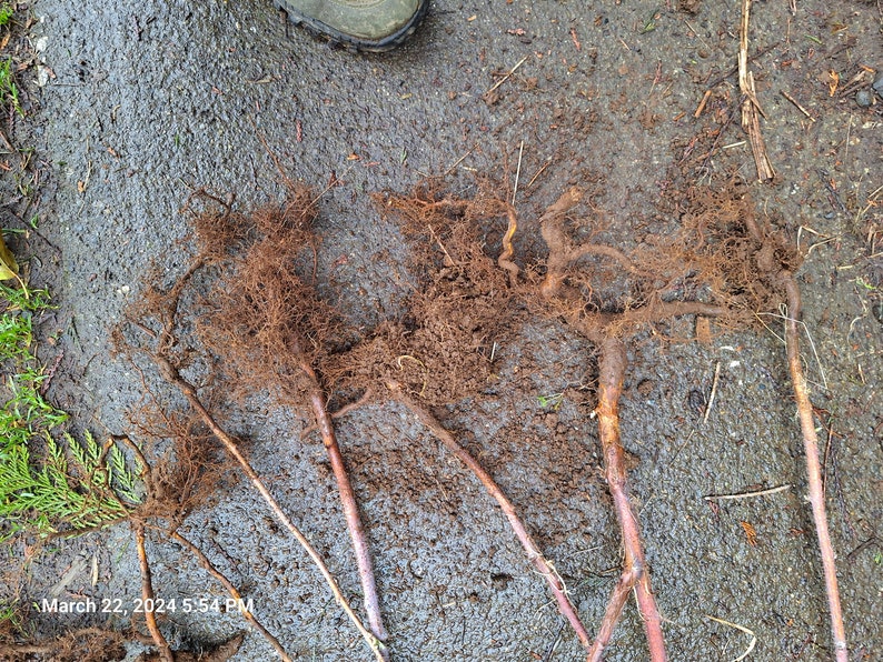 May include: Several young trees with exposed root systems lie on a wet, gray surface. The roots are a mix of brown and tan, with reddish-brown stems. The image includes the text "March 22, 2024 5:54 PM".