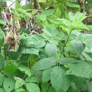 May include: A close-up of a raspberry bush with green leaves and ripe red raspberries. The image shows the plant's foliage and fruit in various stages of ripeness, with some berries still pink.