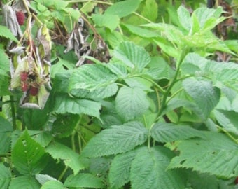 May include: A close-up of a raspberry bush with green leaves and ripe red raspberries. The image shows the plant's foliage and fruit in various stages of ripeness, with some berries still pink.