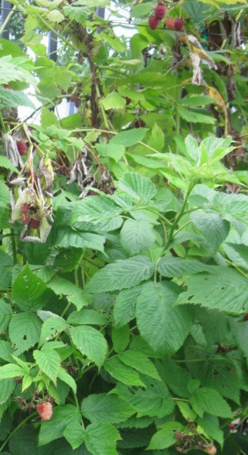 May include: A close-up of a raspberry bush with green leaves and ripe red raspberries. The image shows the plant's foliage and fruit in various stages of ripeness, with some berries still pink.