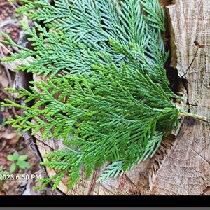 Western red cedar branch tips 2, 8, 16 ounce organic, ethically harvested