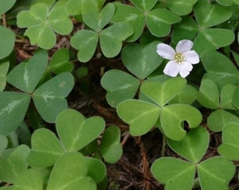 May include: A cluster of green, heart-shaped clover leaves with light-colored markings on each leaflet. A single, small, five-petaled white flower with a yellow center is positioned among the foliage, which rests against a dark, textured ground.