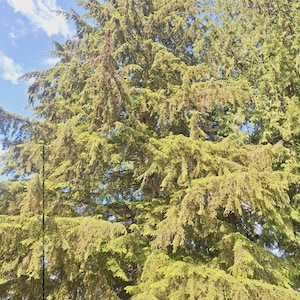 May include: A close-up view of a tall evergreen tree with lush green foliage against a bright blue sky with white clouds. The tree is in full bloom and the branches are reaching up towards the sky.