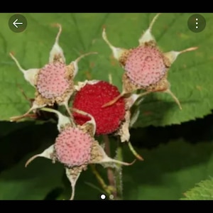 Thimbleberry live plant