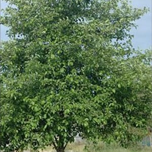 Red  alder alnus rubra 1-2 year sapling organically grown 8-12 &quot; root to tip