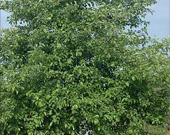 Red  alder alnus rubra 1-2 year sapling organically grown