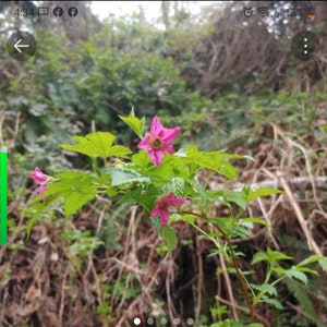 May include: A close-up of a pink wildflower with five petals growing on a green bush. The flower is in focus, while the background is blurred.