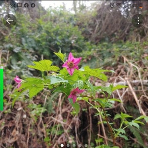 Salmonberry live plant