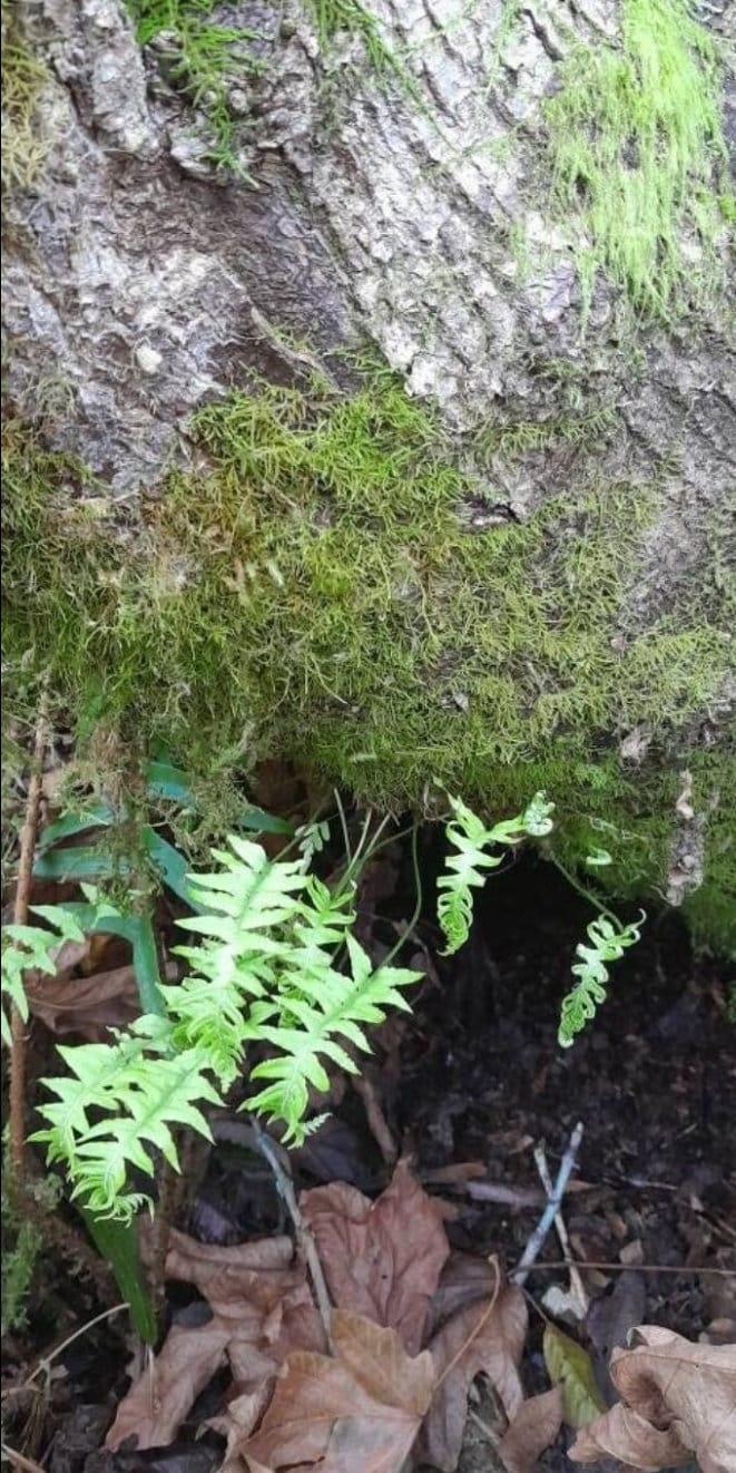 Licorice Fern X3 Organic Rhizomes Etsy