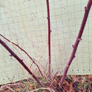May include: Close-up of a young plant with several reddish-brown stems emerging from the ground. The stems are thin and have small buds. The background is a light green surface with a grid pattern, and the base of the plant is surrounded by mulch and grass.