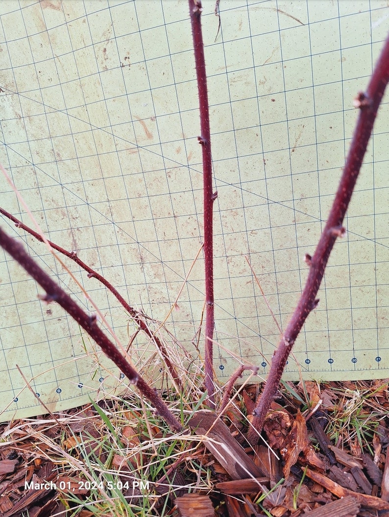 May include: Close-up of a young plant with several reddish-brown stems emerging from the ground. The stems are thin and have small buds. The background is a light green surface with a grid pattern, and the base of the plant is surrounded by mulch and grass.