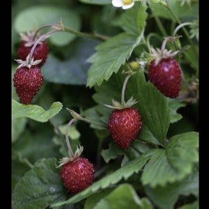 Wild strawberry,  Fragaria chiloensis organic clean healthy plant