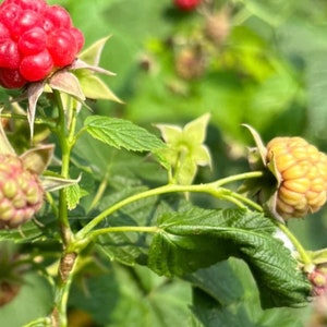 May include: Close-up of a raspberry plant with vibrant red and yellow berries. The image showcases the ripe, juicy fruit clusters, surrounded by green leaves and stems. The berries are in various stages of ripeness.