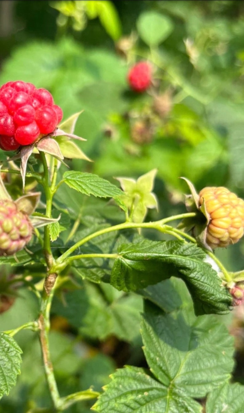 May include: Close-up of a raspberry plant with vibrant red and yellow berries. The image showcases the ripe, juicy fruit clusters, surrounded by green leaves and stems. The berries are in various stages of ripeness.