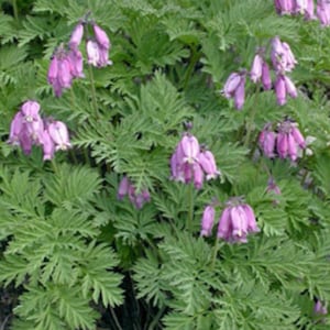 May include: A close-up of a plant with vibrant green, fern-like leaves and clusters of small, pink, bell-shaped flowers. The flowers hang downwards, creating a delicate and graceful appearance. The plant is in full bloom.