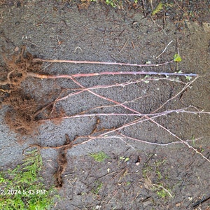 May include: Several bare root plants with visible root systems and stems are laid out on a wet, gray surface. The stems are reddish-purple and have small buds. The roots are a mix of brown and tan. The image is taken outdoors.