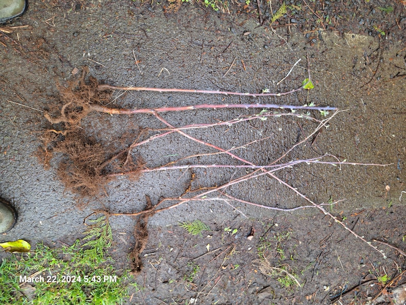 May include: Several bare root plants with visible root systems and stems are laid out on a wet, gray surface. The stems are reddish-purple and have small buds. The roots are a mix of brown and tan. The image is taken outdoors.
