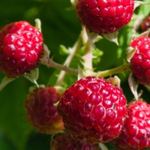 May include: Close-up of ripe red raspberries on a thorny stem. The berries are a vibrant red color, with a textured surface. Green leaves provide a contrasting background. The image highlights the natural beauty of the fruit.