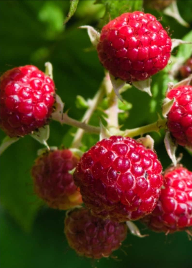 May include: Close-up of ripe red raspberries on a thorny stem. The berries are a vibrant red color, with a textured surface. Green leaves provide a contrasting background. The image highlights the natural beauty of the fruit.