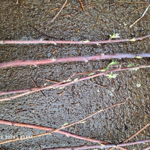 May include: Close-up of several reddish-brown plant stems with small green buds, lying on a wet, dark surface. The stems have a rough texture and are arranged diagonally. The image is dated March 22, 2024, 5:43 PM.