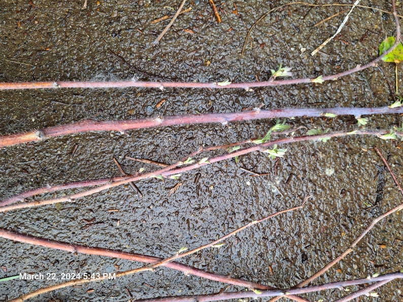 May include: Close-up of several reddish-brown plant stems with small green buds, lying on a wet, dark surface. The stems have a rough texture and are arranged diagonally. The image is dated March 22, 2024, 5:43 PM.