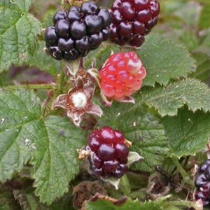 California trailing blackberry, pacific blackberry,  rubus ursinus organic plant