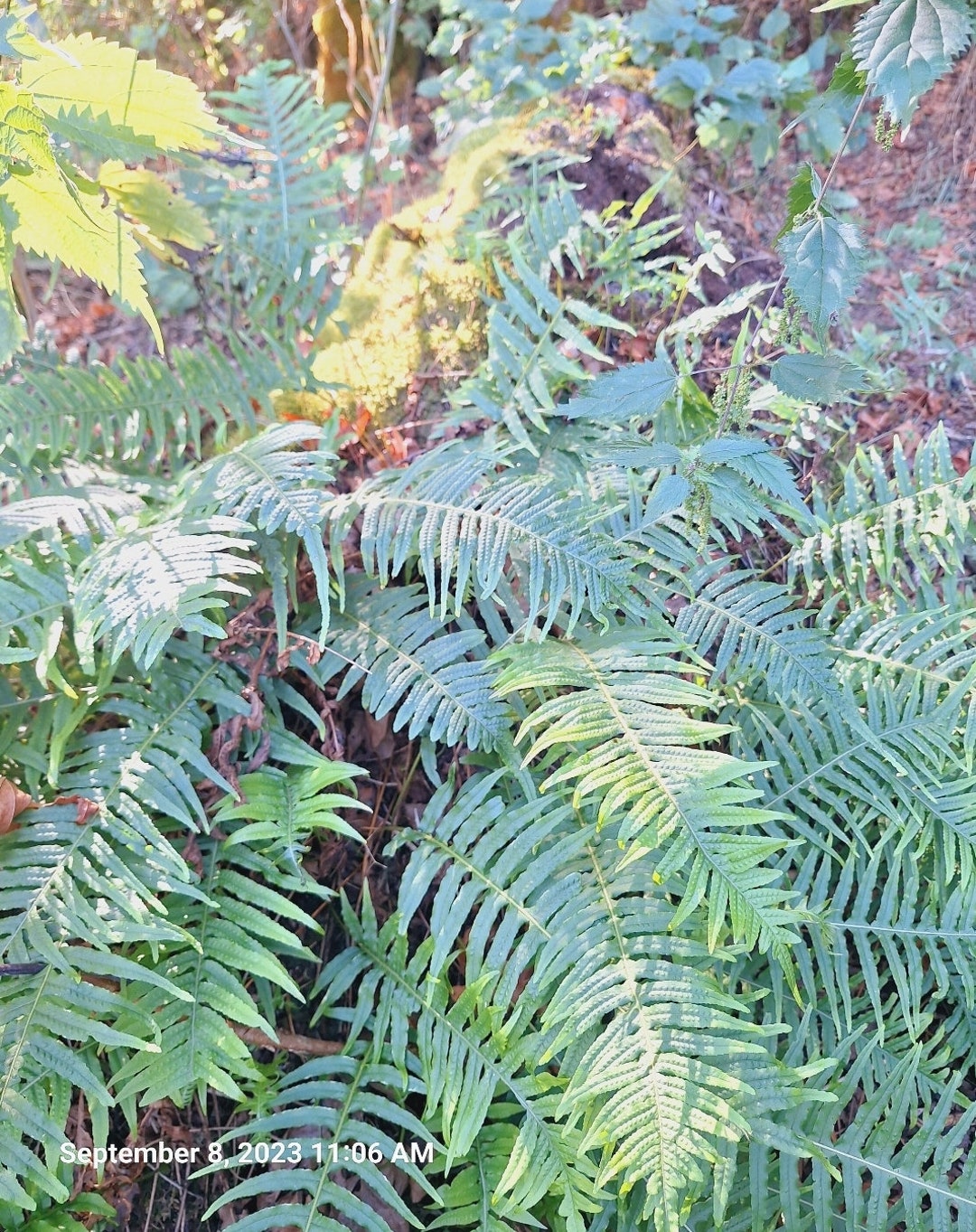 Licorice Fern X3 Organic Rhizomes Etsy